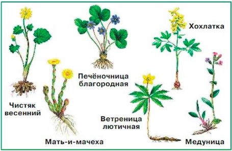 Окружающий мир 2 класс Плешаков 2 часть страница 88.