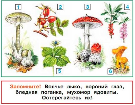 Окружающий мир 2 класс Плешаков 2 часть страница 26.