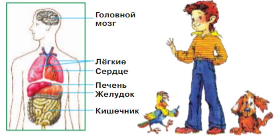 Окружающий мир 2 класс Плешаков 2 часть страница 5.